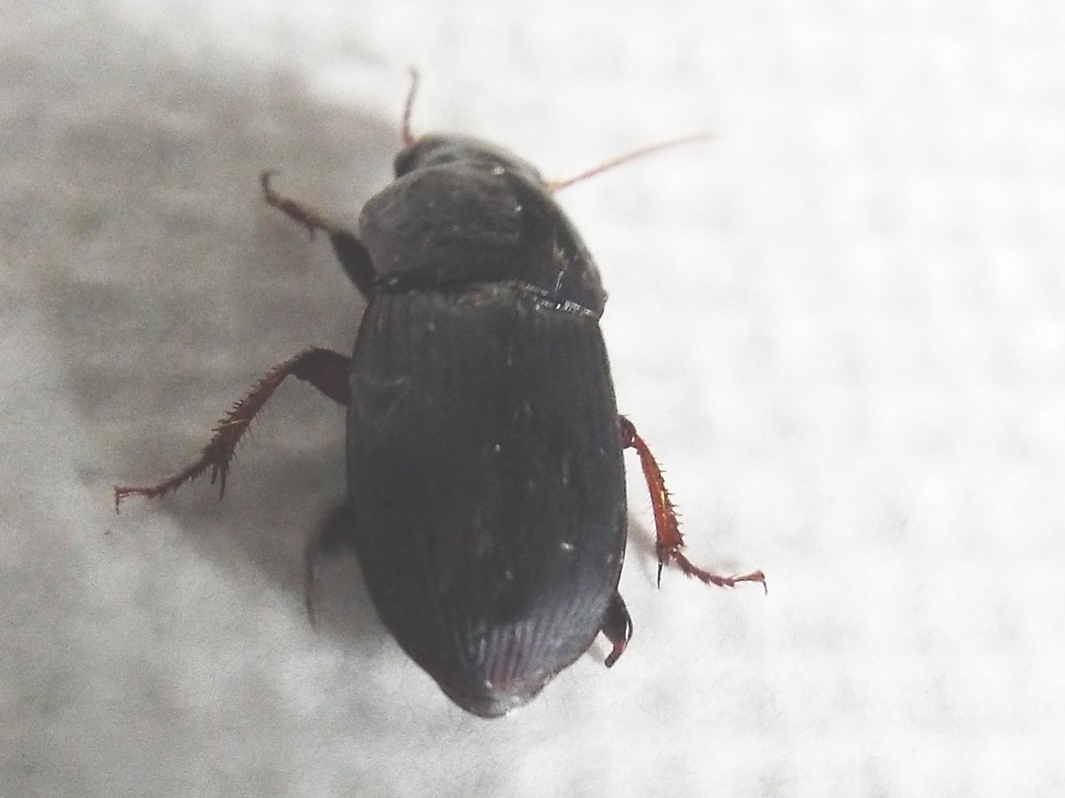 Harpalus cf. tardus - Carabidae